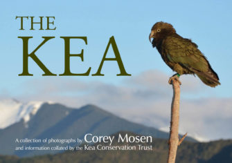 The Kea